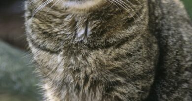 San Marino. APAS: continua la sparizione di animali, non ignoriamo i segnali