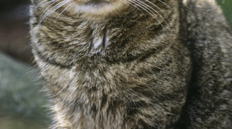 San Marino. APAS: continua la sparizione di animali, non ignoriamo i segnali