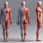 La Scienza del Movimento – L’importanza del tessuto muscolare: oltre l’estetica