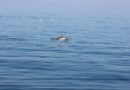 “Delfini Metropolitani Adriatico” al via la terza stagione di ricerca in mare