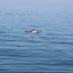 “Delfini Metropolitani Adriatico” al via la terza stagione di ricerca in mare