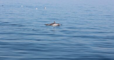 “Delfini Metropolitani Adriatico” al via la terza stagione di ricerca in mare