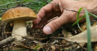 San Marino. L’Associazione Micologia sulle Istanze d’Arengo : “Non svilire questo antichissimo strumento di democrazia diretta”