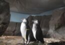 Eccezionale doppia nascita all’Acquario di Cattolica: due pinguini nati dalla stessa coppia