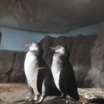 Eccezionale doppia nascita all’Acquario di Cattolica: due pinguini nati dalla stessa coppia