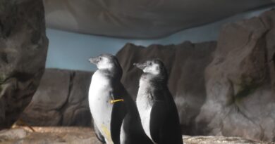 Eccezionale doppia nascita all’Acquario di Cattolica: due pinguini nati dalla stessa coppia