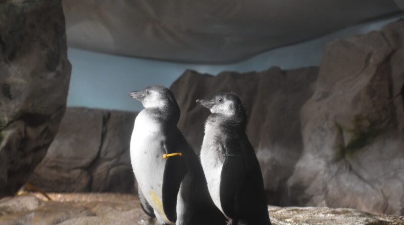 Eccezionale doppia nascita all’Acquario di Cattolica: due pinguini nati dalla stessa coppia