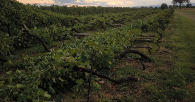 Cia Romagna: “Caldo e siccità, l’agricoltura affronta una nuova emergenza strutturale”