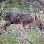  Green Festival San Marino lancia l’allarme: è SOS siccità per gli animali selvatici