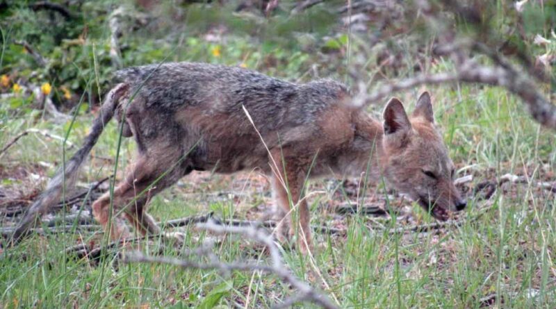  Green Festival San Marino lancia l’allarme: è SOS siccità per gli animali selvatici
