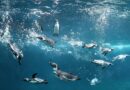 Italia in Miniatura e Acquario di Cattolica: apertura serale fino a fine agosto
