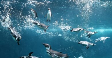Italia in Miniatura e Acquario di Cattolica: apertura serale fino a fine agosto