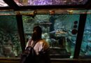 Acquario di Cattolica, domani l’ultimo ingresso serale