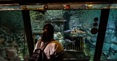 Acquario di Cattolica, domani l’ultimo ingresso serale