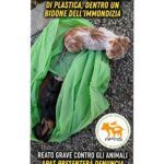 San Marino. Abbandonati dei gattini, l’APAS interviene su segnalazione e li salva. Partita la denuncia contro ignoti