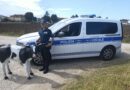 Ritrovato a San Martino dei Mulini il vitellino di Tuttozoo