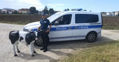 Ritrovato a San Martino dei Mulini il vitellino di Tuttozoo
