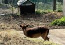 San Marino. Quattro daini fuggiti nella notte dal parco di Montecchio. Qualcuno ha fatto un buco nella rete