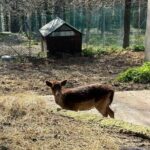  San Marino. Quattro daini fuggiti nella notte dal parco di Montecchio. Qualcuno ha fatto un buco nella rete