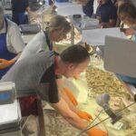 Rimini. Finisce il fermo pesca, 55 banchi pronti a riempirsi di pesce fresco: attese triglie e canocchie in abbondanza